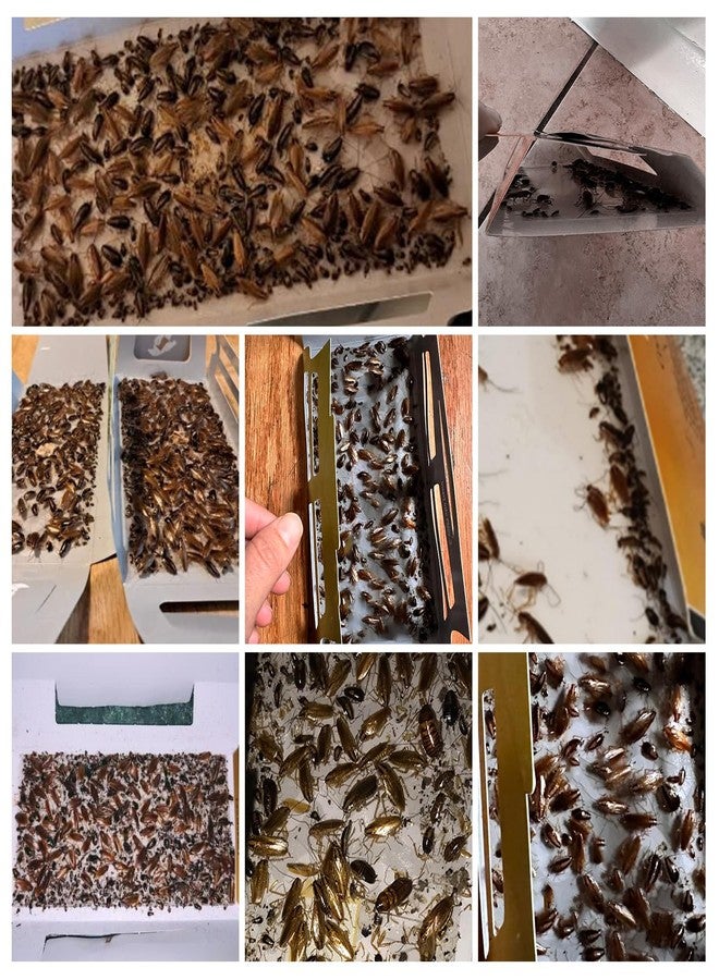 USKICH 60 Pack Roach Traps,Roach Killer Indoor Infestation,Cockroach Killer Indoor Home,Glue Roach Traps,Roach Motel,Child & Pet Friendly - Image 2